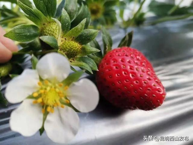 西华草莓熟了，赶紧来采摘吧！