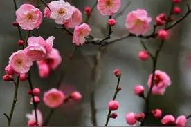 梅花（散文）图片