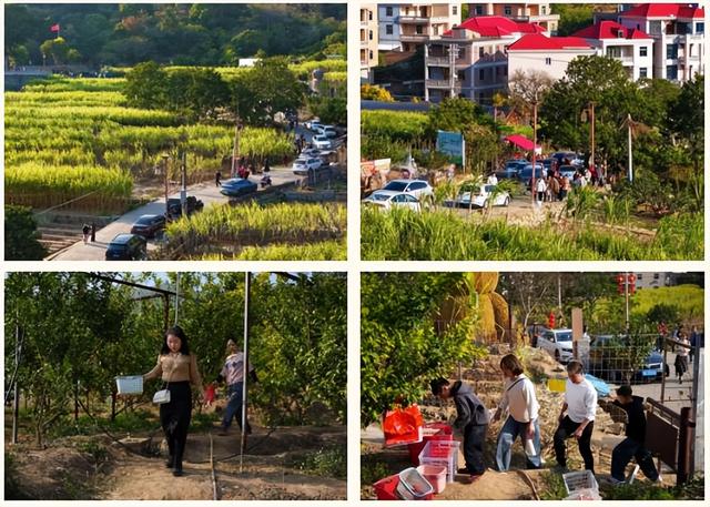 推介出圈！泉港秀溪村春节人气爆棚，游客慕名赴“甜”约