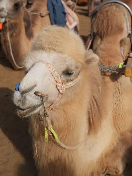 鸣沙山的骆驼悄悄“穿”上冬装啦！