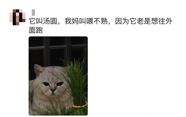 原来宠物在外都有别的名字啊！养宠物的朋友们，你们都知道吗？