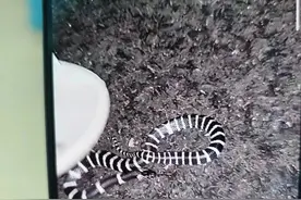 惊险！大学生吃夜宵被银环蛇咬伤！一个动作救自己一命图片