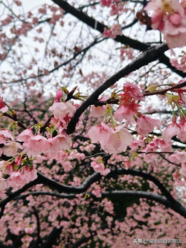 第一波樱花已盛放！带娃冲这里，市中心藏着粉色浪漫