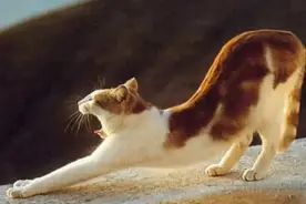 大河古法八段锦的艮悠悠图片