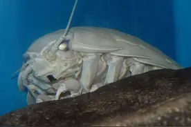 10年前这只大王具足虫在日本水族馆整整绝食5年，终于把自己耗死图片
