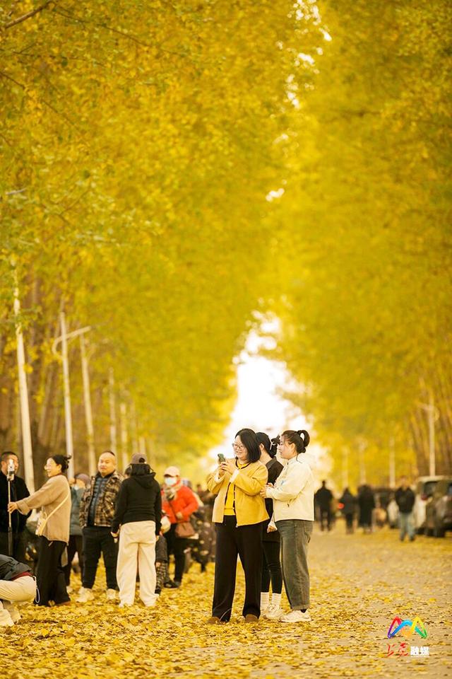 出片率100%！上党区郭堡村含“金”量不断上升