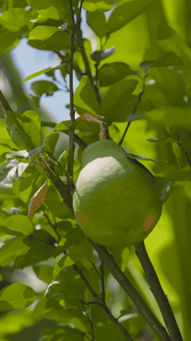 亲历行业寒冬，上海夫妻在老小区一楼改出80m²野地：治愈自己