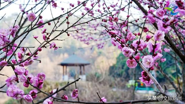 新洲梅花抢先打卡！抓住冬日第一抹绽放的色彩
