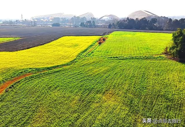 成都春天最美花开了，既壮观又唯美，这4处全免费，地铁公交可达