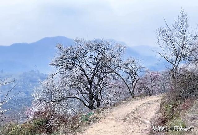 成都真正的“小林芝”盛景，被严重低估，漫山梅花，美到震撼！