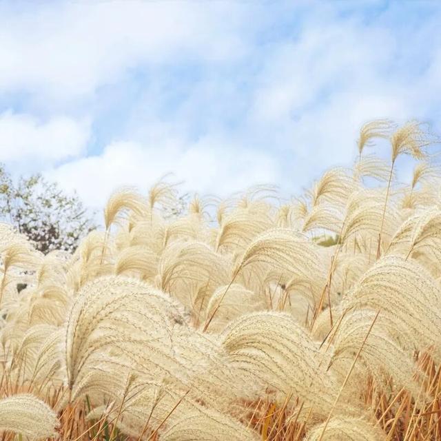 最浪漫的事，牵上“她”的手，湿地走一走