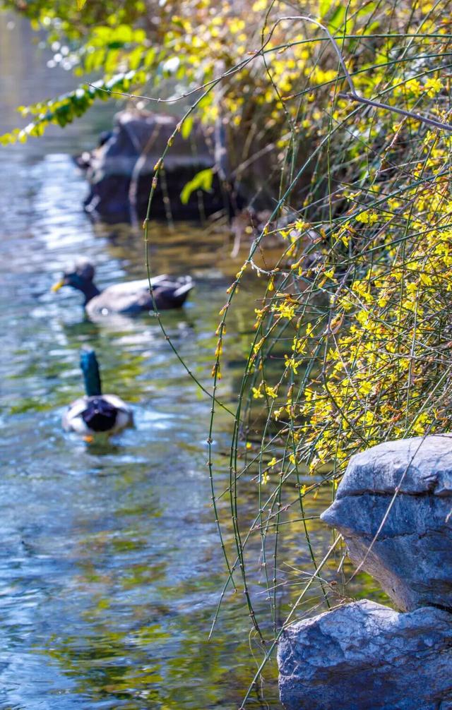 济南的春天，从一抹金黄开始！