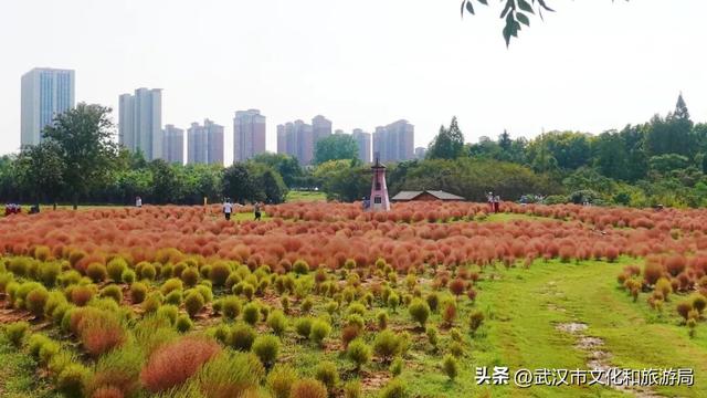 “红色地肤海”进度90%，错过再等1年！