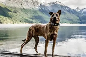 土狗不如洋狗?这6种中华田园犬一点都不比国外的品种狗差图片