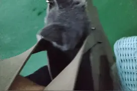 灵猫：做噩梦了，被猫叫醒了图片