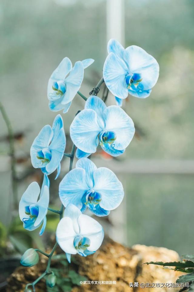 万株兰花盛放，2026赏花季，来了！