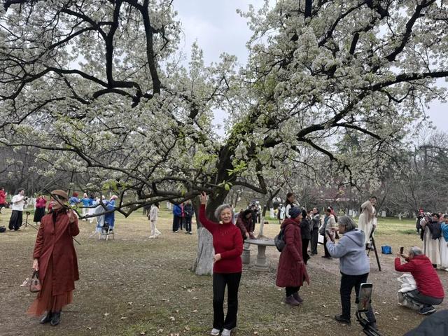武汉青山公园58岁明星梨树盛放，满树繁花惊艳春日