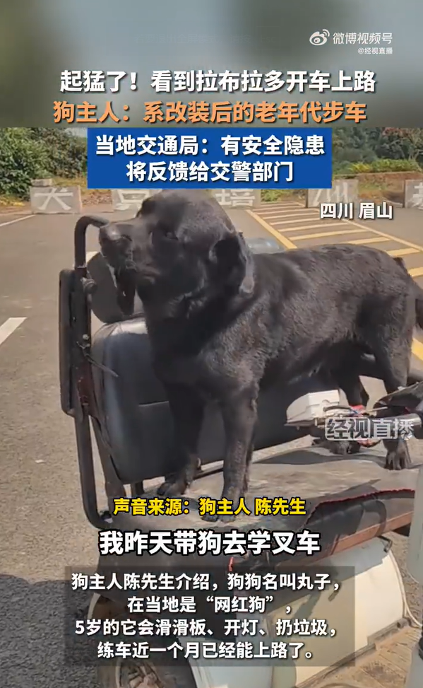 媒体：“狗开车”不是趣闻是险情