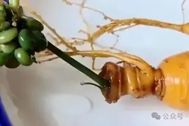 人参泡酒惊现神奇复活，专家揭秘图片