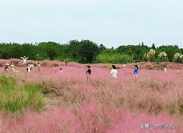 免费！成都最大面积粉黛草花海，粉色浪漫让人惊叹，地铁公交直达