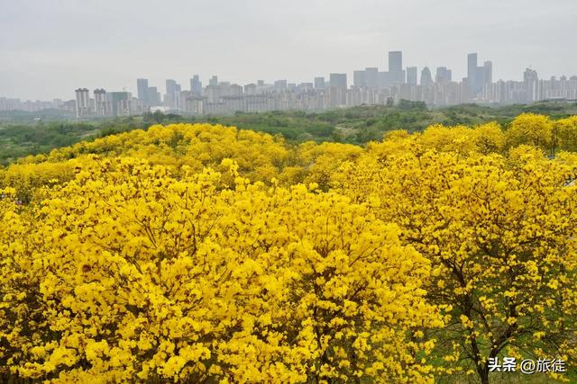【跟着旅徒游广西】之四十:南宁|青秀山公园