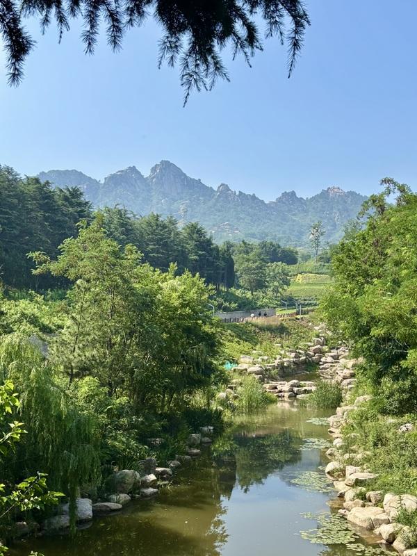 一座藏在青岛主城区内的森林氧吧