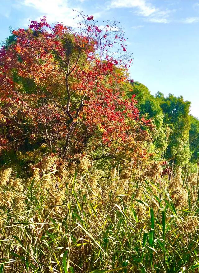 美篇:枫 叶 红 了