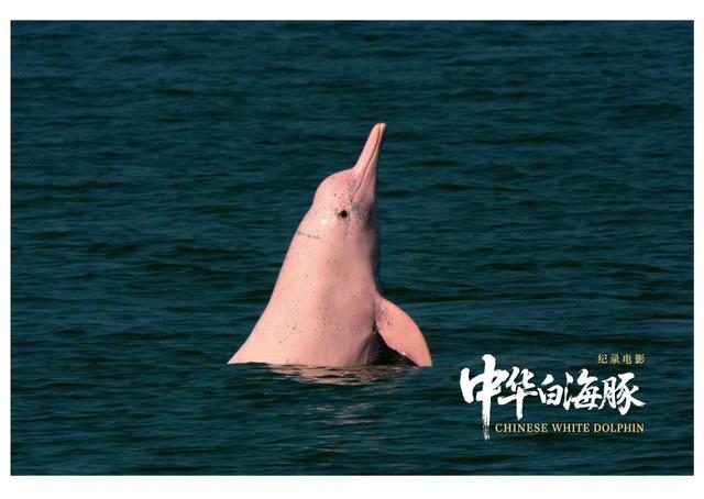 纪录电影《中华白海豚》今日上映，解锁粤港澳大湾区生态人文密码