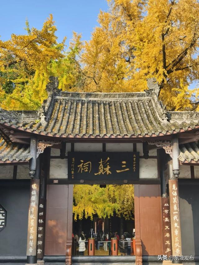 东坡银杏已“上分” ！快来拍