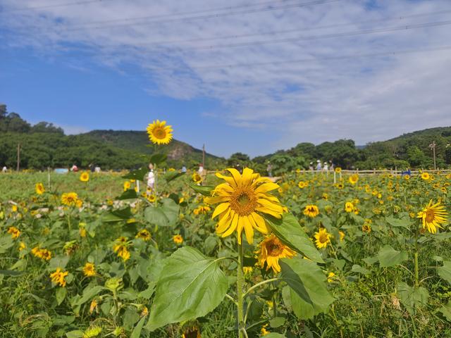 环西丽湖绿道骑行慢行随拍-动个好奇心