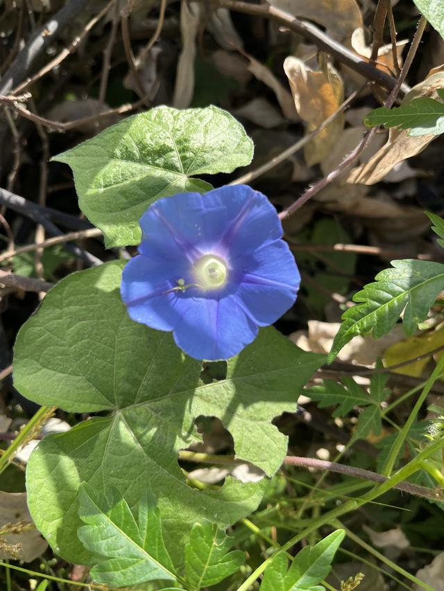 牵牛花的寓意与象征