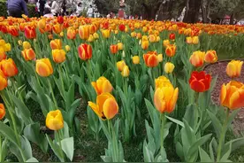 中山公园赏花游记之（二）蕙芳园赏兰花图片