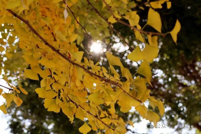 【图观陇西·新视角】陇西菜子四零四：白杨金黄 秒入油画