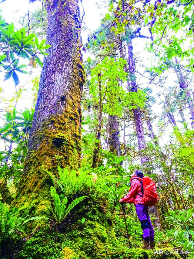 连续5年！西藏墨脱再获“中国最美县域”！凭啥？