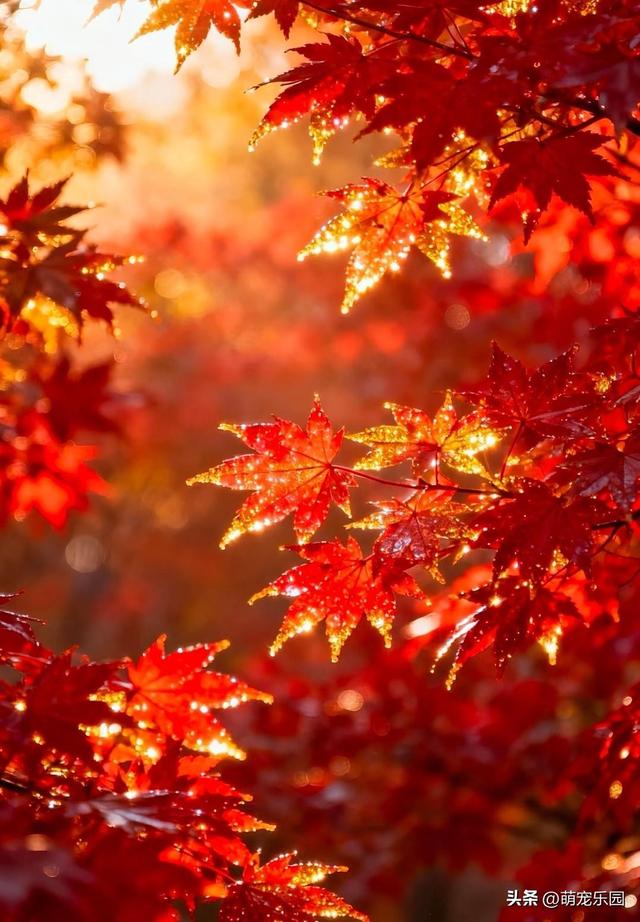 秋风一吹，槭树叶子红如火，路人纷纷驻足欣赏美景