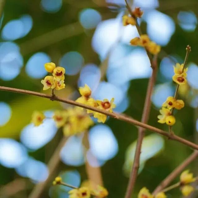 冬日限定浪漫！这抹“金黄暗香”，你打卡了吗？