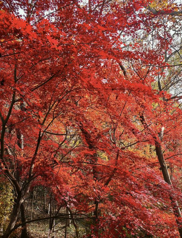 栖霞山的枫叶，红红火火，亮亮堂堂，简直美疯了！