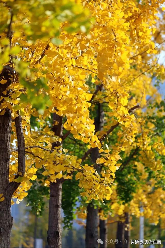 商丘日月湖景区：从来银杏不负秋