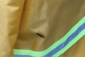 北京已有人中招！这种颜色的毒虫，千万别拍→图片