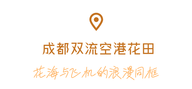 谁来管管这片地肤草啊！美得人挪不开眼