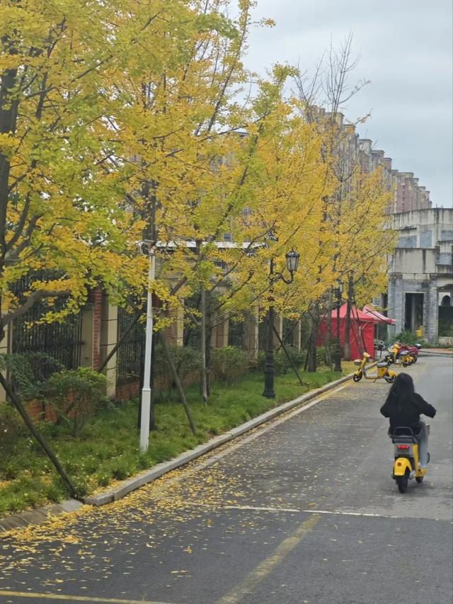 抬头！在寒冷的冬天再欣赏欣赏科院的秋吧