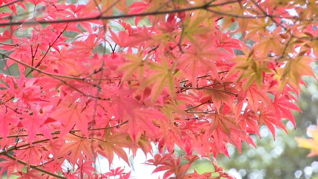 春城的秋天是什么颜色？来黑龙潭，给你一片火红的答案