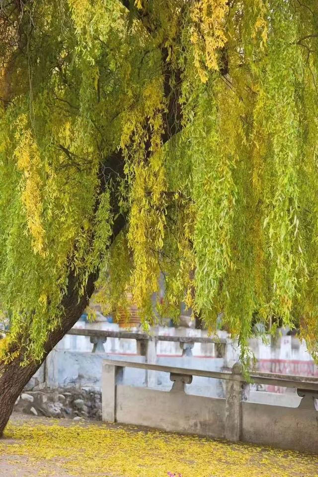临夏的秋：一半斑斓，一半诗意