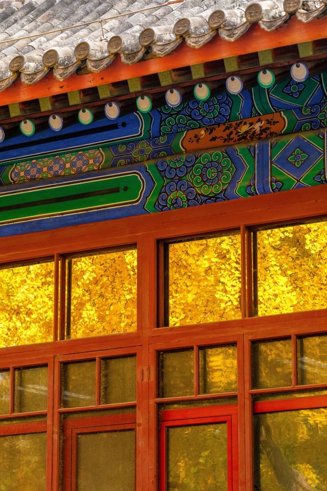 北京最爱的秋日清幽之地，曾经最高学府国子监，金黄的银杏美爆了