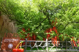 千年樱桃沟的“皇封树”成网红打卡地，洛阳新安又“火”了图片