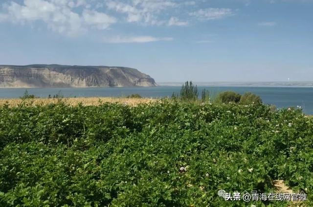 【青海在线网·散文】田园采摘—— 回归自然的心灵之旅