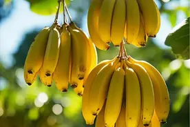 这些水果吃了拉稀，尤其最后一种，高考的孩子一定要避开图片