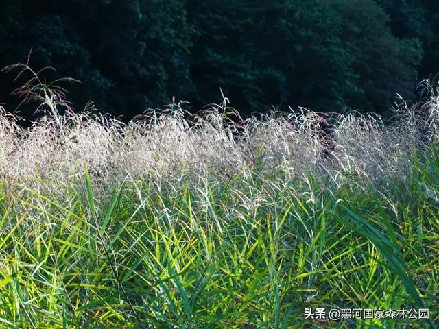 秋意漫染黑河，清风轻吟，邂逅一场如诗的秋日美景