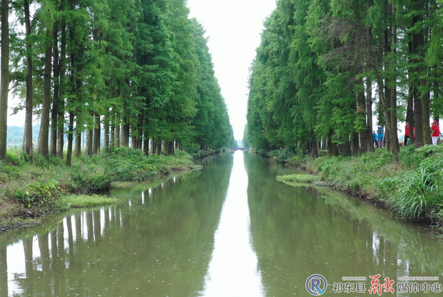祁东：水杉风景美如画 网红打卡等您来