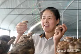 尉犁县食用菌小镇？了解一下图片